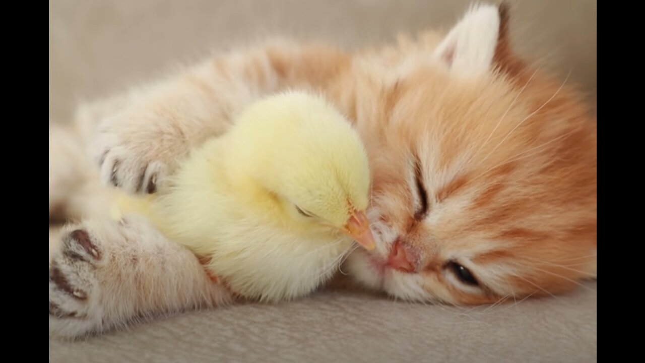 kittens playing with Chick