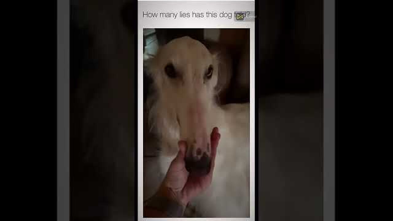 Try Not To Laugh Challenge The best and funniest pets in the world #888XXcute
