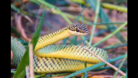 GOLDEN TREE SNAKE VERSUS MONITOR LIZARD