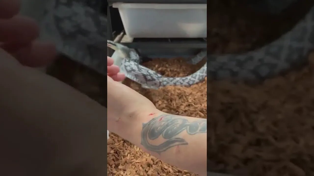 amazing snake🐍 video 😱😱😱 omg 😱😱 #shorts(4)