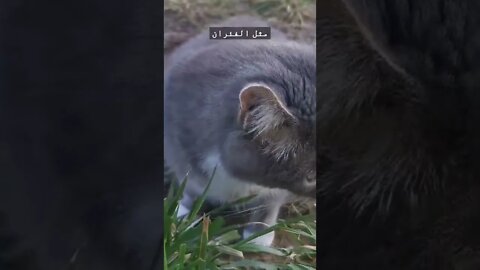 لماذا تأكل القطط الأعشاب؟ #shorts