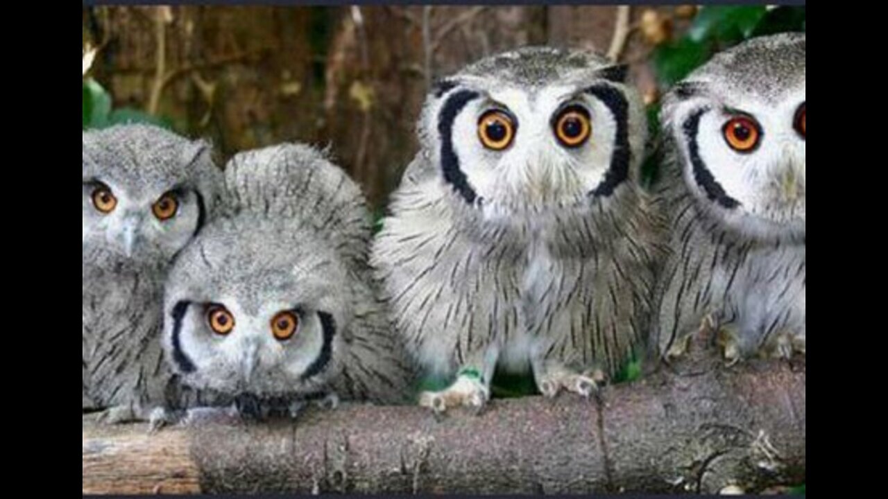 BEAUTIFUL OWLS