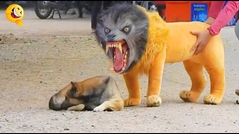 Troll Prank Dog Funny & fake Lion and Fake Tiger Prank To dog & Huge Box Prank to dog