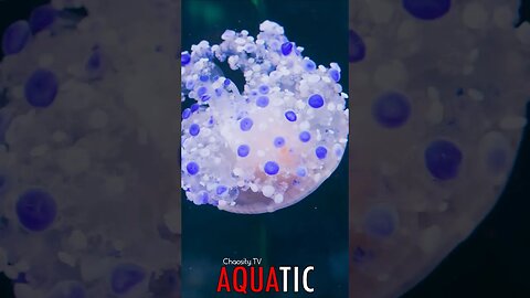 🌊 #AQUATIC - Secrets of the Abyss: Jellyfish Aglow in Darkness 🦈
