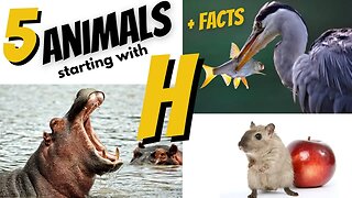 5 Animals & Facts starting with letter H.