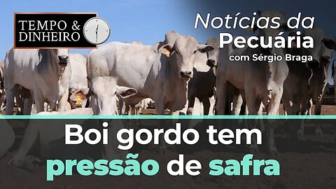 Boi gordo tem pressão de safra e não colabora nas contas