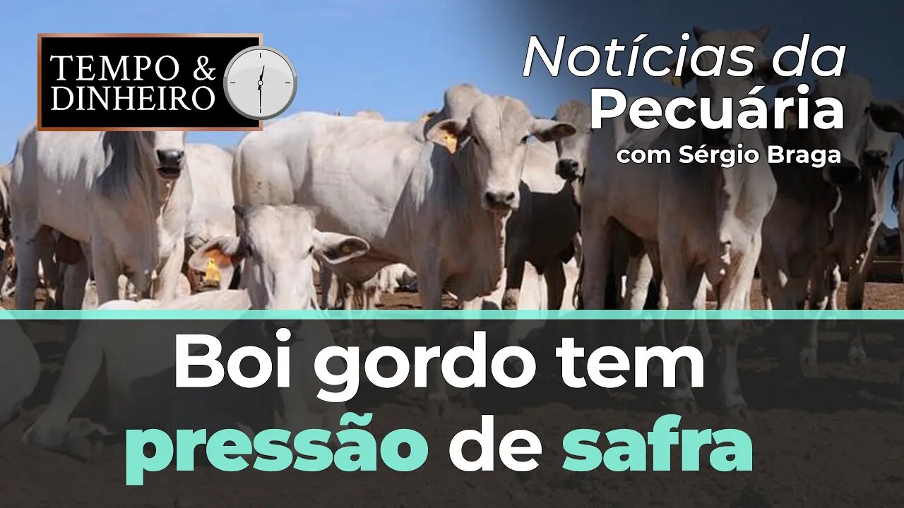 Boi gordo tem pressão de safra e não colabora nas contas