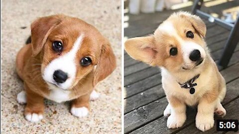 Funny Dog Videos 2021🤣 🐶 It's time to LAUGH with Dog's life #6| Cute Buddy