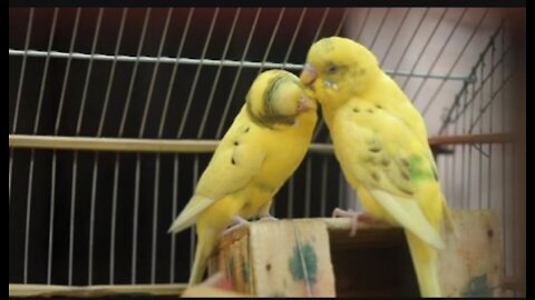 Kissing Birds ।। Kissing Love Yellow Birds ।।