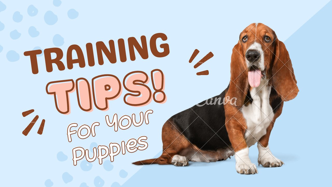 Training Tips For Your Puppies || Dogs Training tips