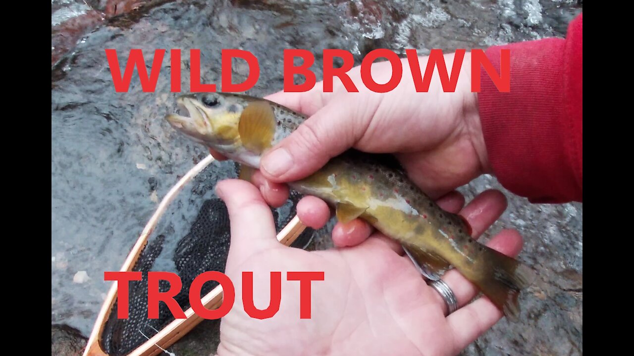 First Wild Brown Trout In A Mountain Stream