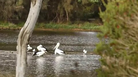 1 @@@@@ AUSTRALIA TRAVEL DOCUMENTARY 35000km 4x4 Road Trip