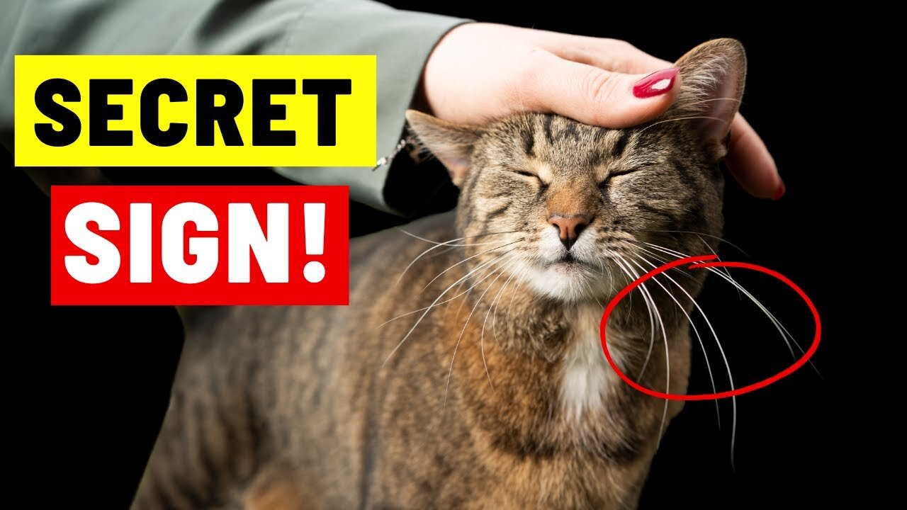 10 Hidden Things Cats Do When They Love You