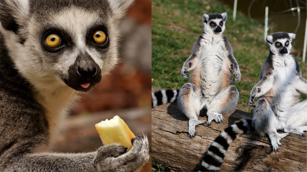 Adorable and Very Cute Lemurs ~ Lemur Video