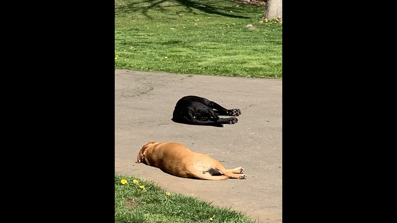 Hank 🐕‍🦺 and Georgia 🦮 on a nice 👍 peaceful sunny ☀️ day!😎