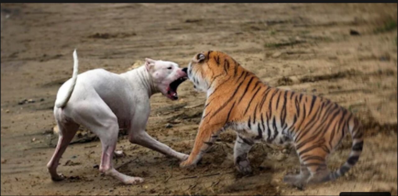 Dog Vs Tiger | Dog Attack | Tiger Attack | Attacking