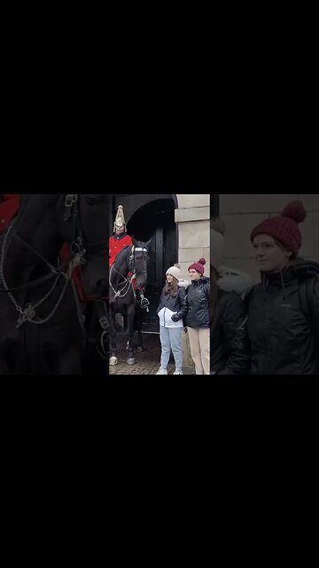 Horse licks her shoulder #horseguardsparade