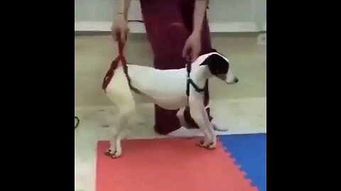 Paralyzed dog with tetanus lost the ability to walk, but this women worked her magic!