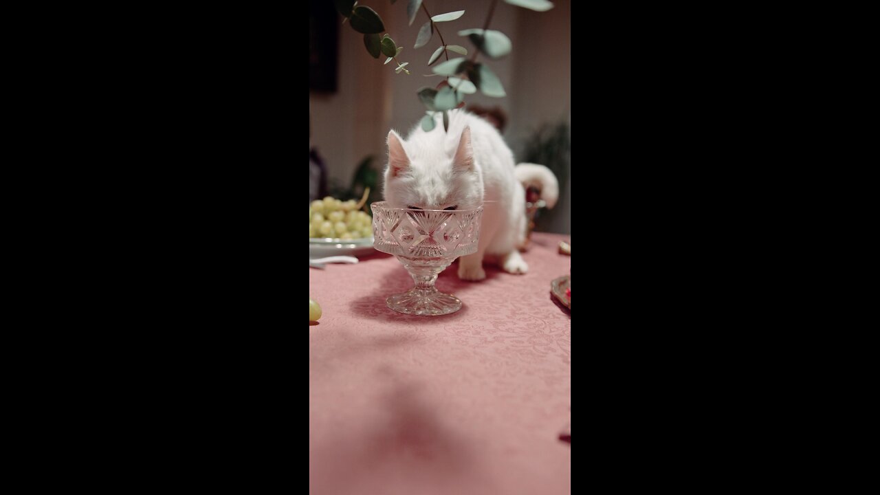 cute cat drinking water