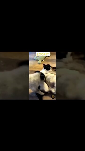 Best Funniest Animals Videos - funniest animals videos😂 - best cats😹 and dogs🐶 videos 2023!