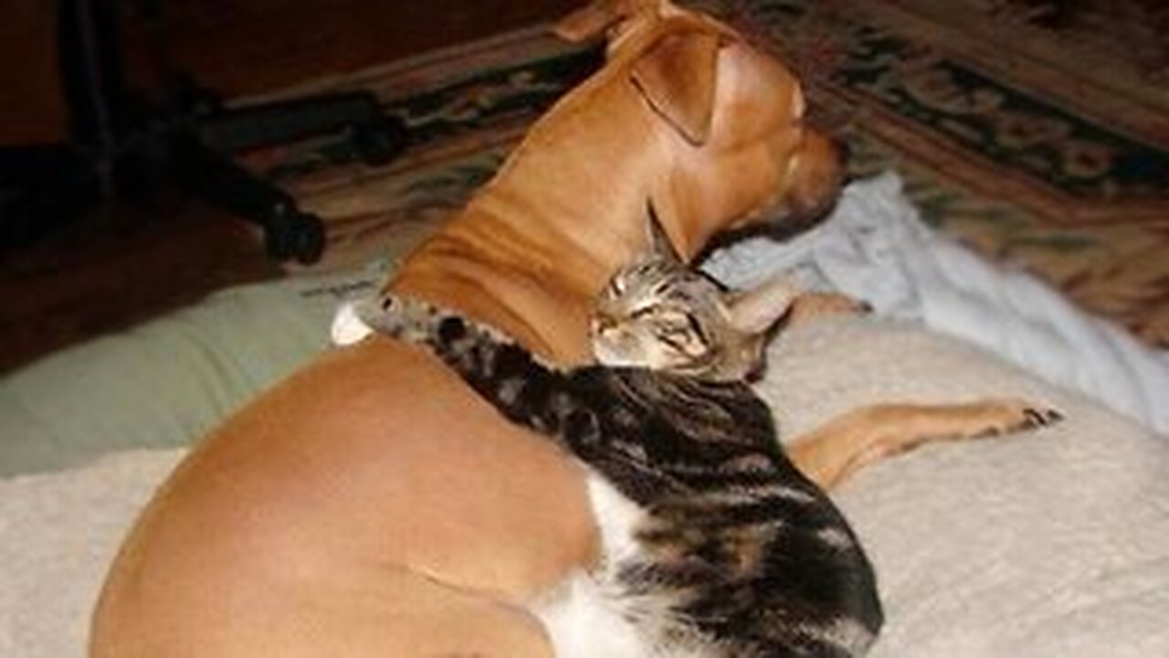 Cats And Dogs Being Best Friends - Cat and Dog Friendships