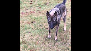 Dog catching a ball in slow mo