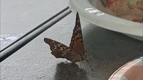 Drunk Butterfly or Moth?