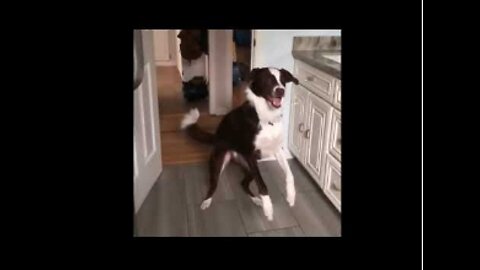 Funny dogs video - Its Time To Laugh with Cute Dogs
