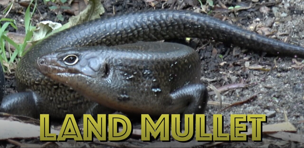 AUSTRALIAN LAND MULLET