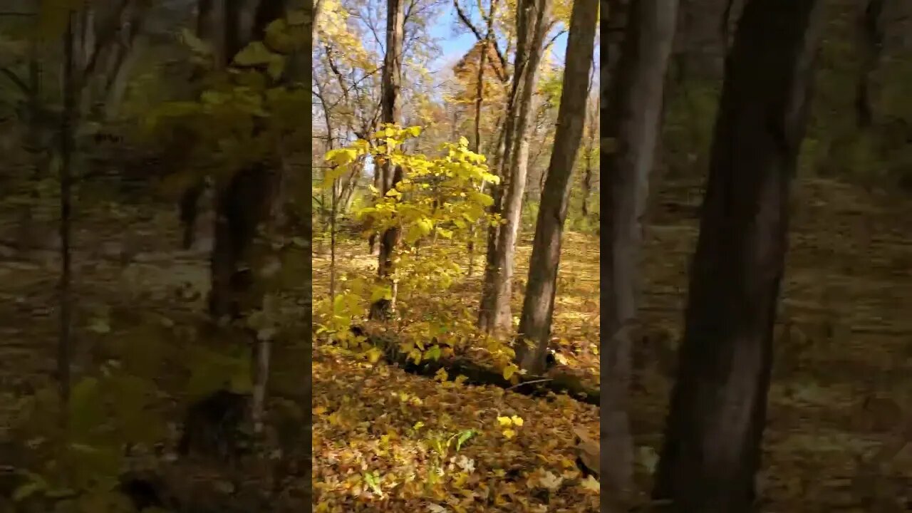 amazing wooded trail.