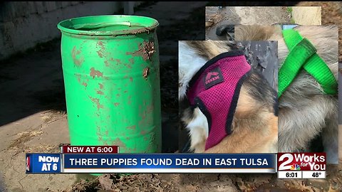 Three puppies found dead in East Tulsa
