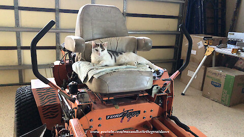 Chatty Cat Sharpens Her Claws Sitting On Turf Tiger Lawn Mower