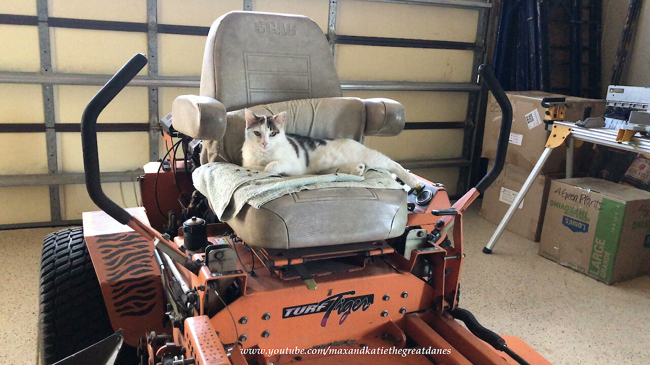 Chatty Cat Sharpens Her Claws Sitting On Turf Tiger Lawn Mower