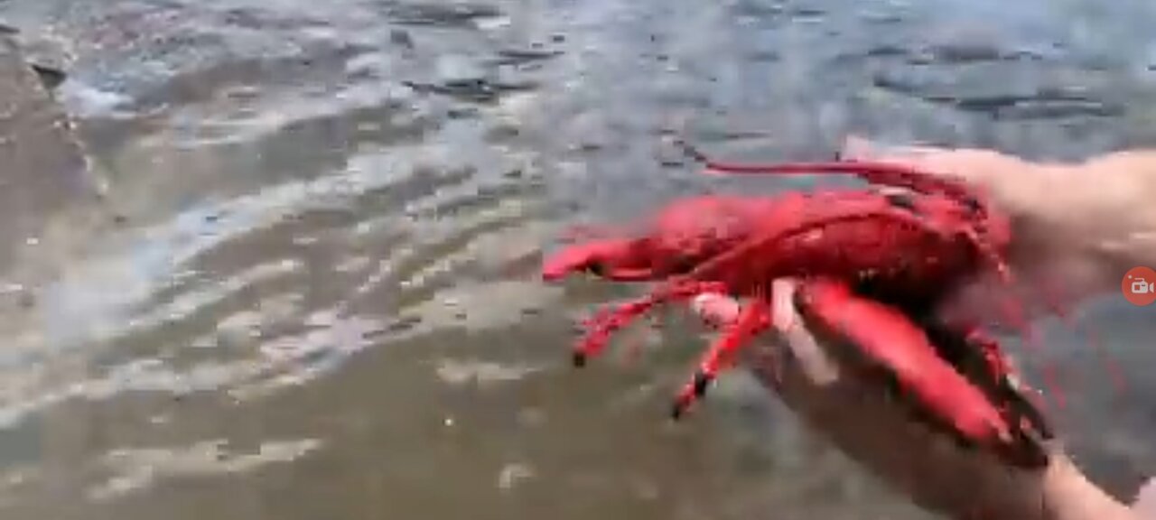 Start Fish video.