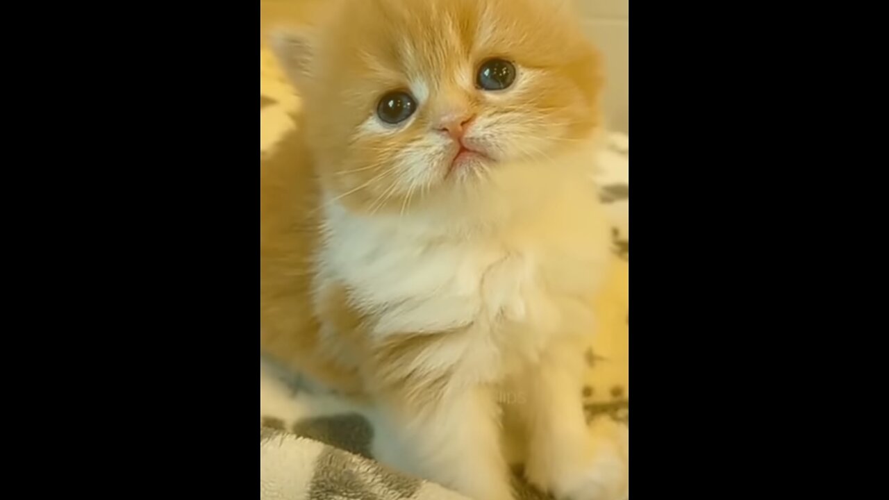 call me when you want call me when you need #shorts #cats #puppy TikTok Clips