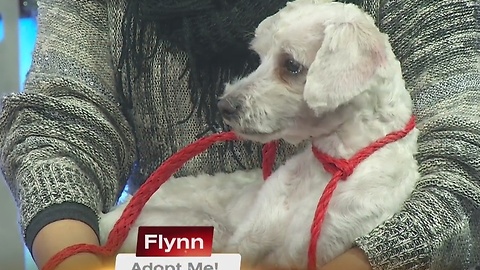 Pick of the Litter: Flynn 12/8/16