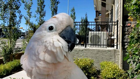 Patio sounds - happy parrot