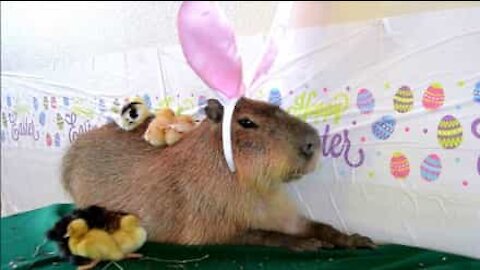 Per il periodo di Pasqua, il capibara diventa un coniglietto!