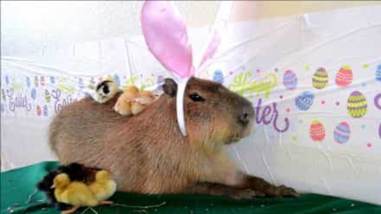 Per il periodo di Pasqua, il capibara diventa un coniglietto!