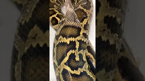 Peeling a python’s skin