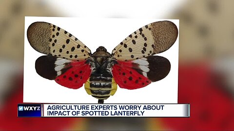 Watch out for these bugs headed for Michigan, experts warn