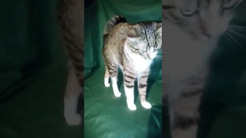 Cute Cat Stretches and Jumps Down #shorts