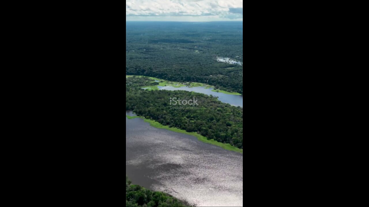 The largest jungle in the world is the Amazon forest.