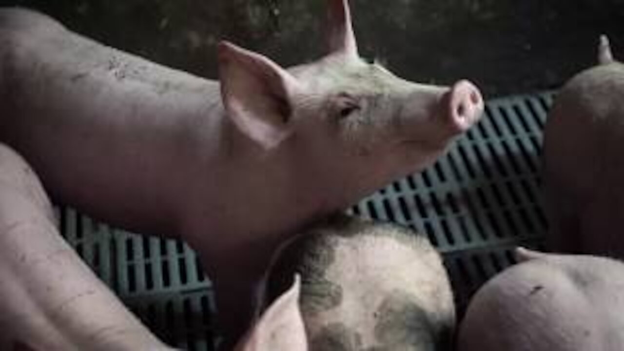 Pig breeding in Charente