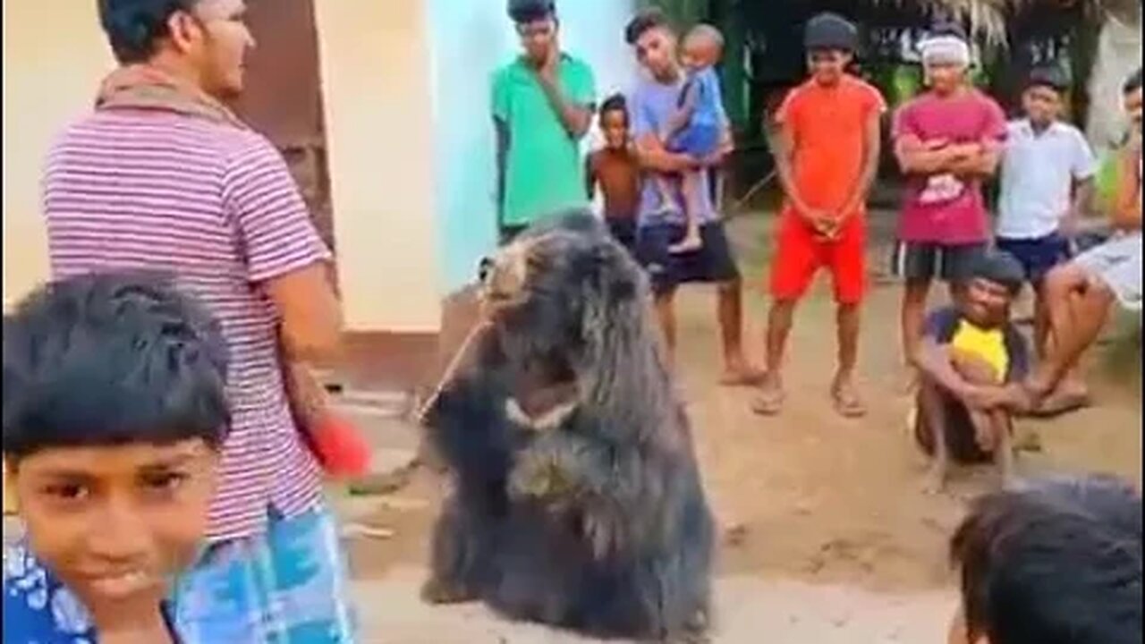 🦍bhalu khel | bear video🦍