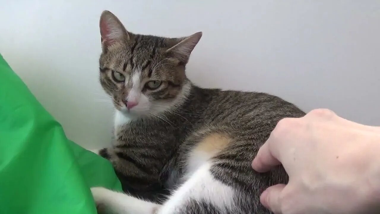 Hooman Won't Leave Me Alone