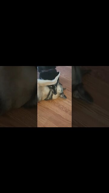 Mouth Wrestling #shorts #ytshorts #dogs #doggo #dog #cutedogs