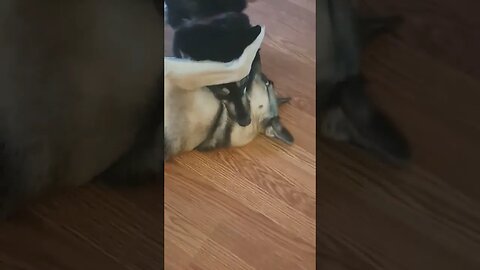 Mouth Wrestling #shorts #ytshorts #dogs #doggo #dog #cutedogs