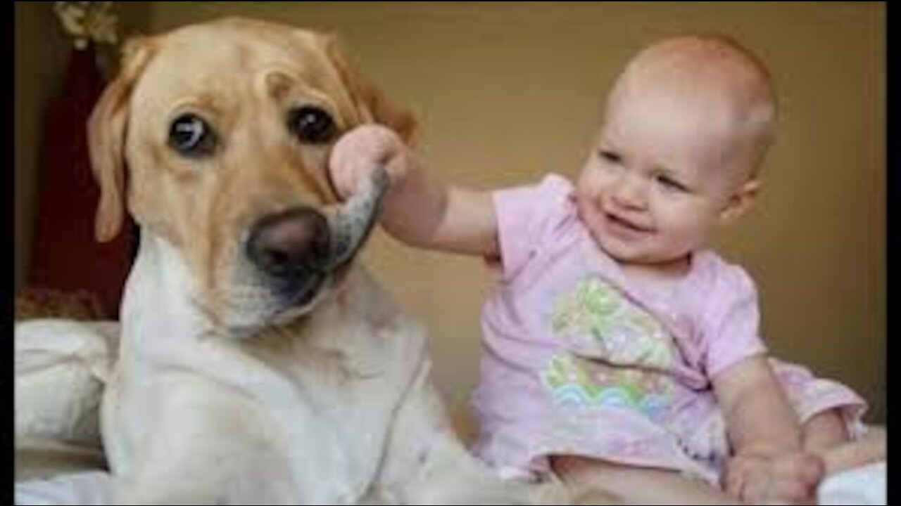 Babies Playing With Dogs and Cats - Funny Babies Compilation 2020