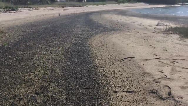 Millions of snails wash up on Fort De Soto Beach | Digital Short